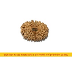 Manufacturers Exporters and Wholesale Suppliers of Eighteen Faced Rudraksha Faridabad Haryana